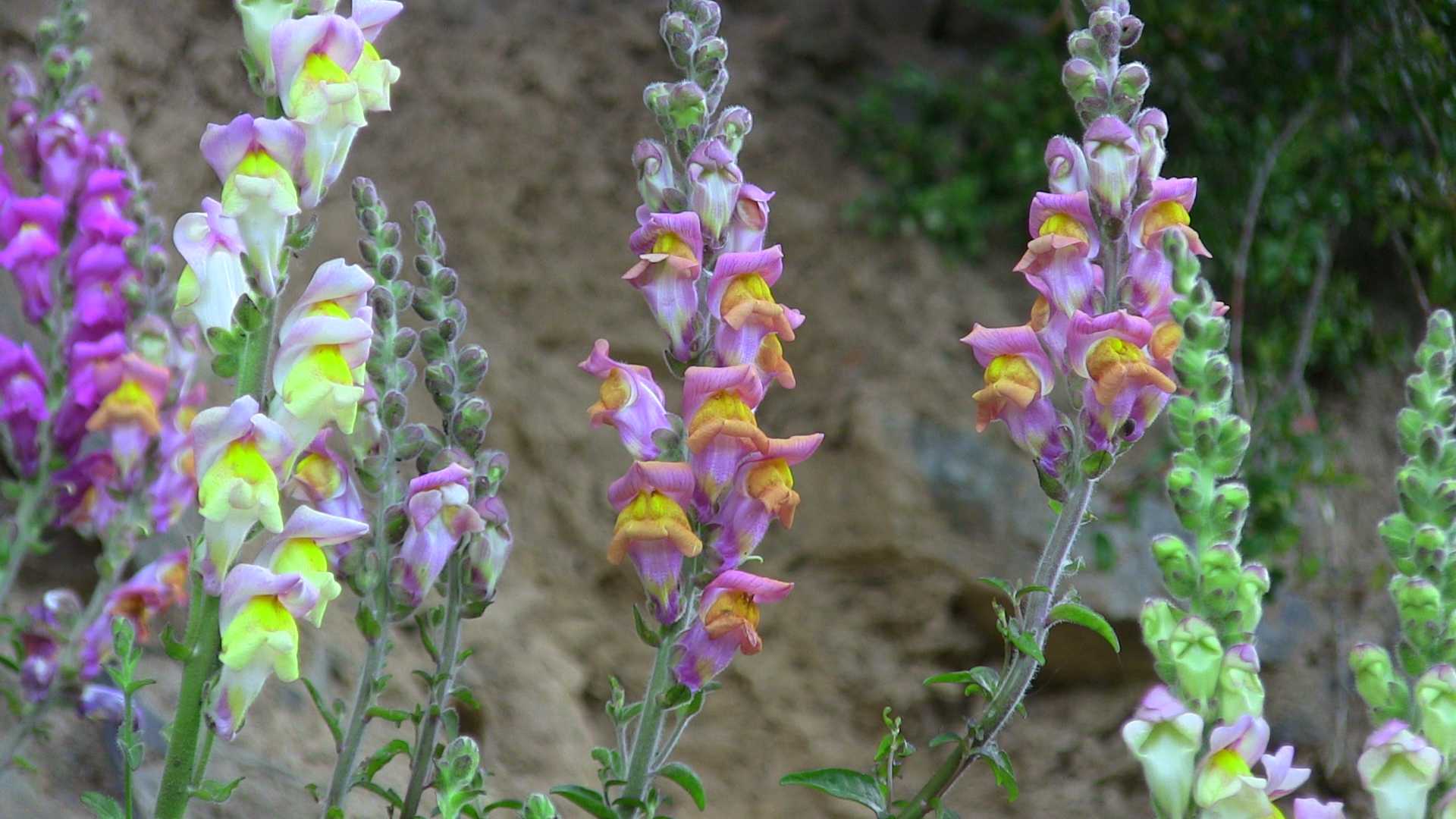 How Snapdragons keep their colour signposting trick 