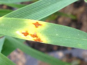 Stem rust lesions on wheat