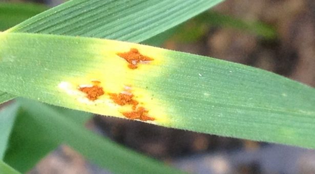 Stem rust lesions on wheat - Paul Fenwick, Limagrain UK Ltd