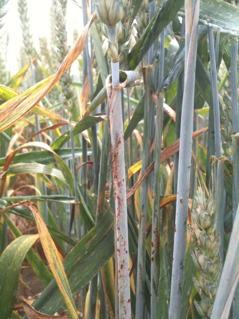 Stem rust infected plant