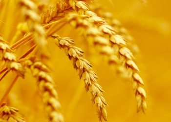 Modern wheat Elite cultivars lack genetic diversity of wild relatives 
