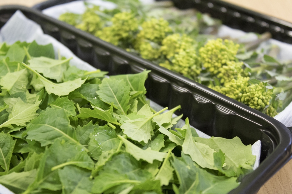 Scientists remove reliance on seasonality in new line of broccoli