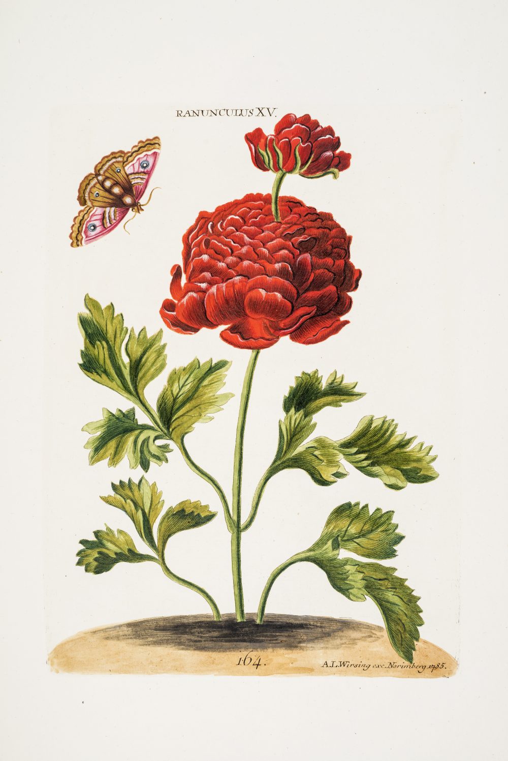 Illustration from C J Trew’s Hortus Nitidissimus (1785) John Innes Historical Collections