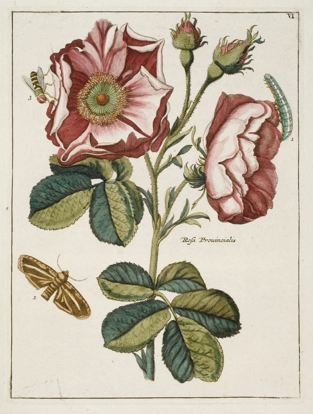 Illustration from Nederlandsch Bloemwerk, attributed to Paul Theodor van Brussel. John Innes Historical Collections