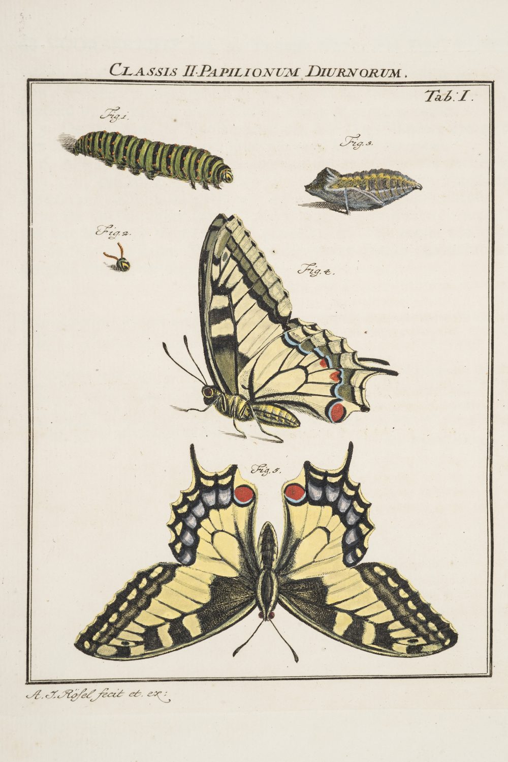 Page from A J Rösel’s, De natuurlyke historie der insecten (c. 1765). John Innes Historical Collections