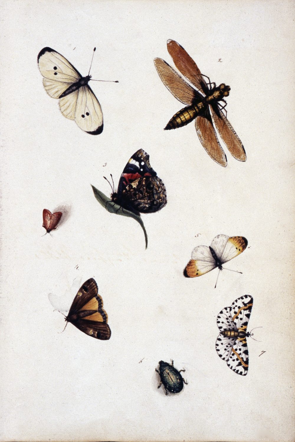 Insect studies in the watercolour sketchbook of Anna Sophia Clitherow (c. 1804-1814) John Innes Historical Collections