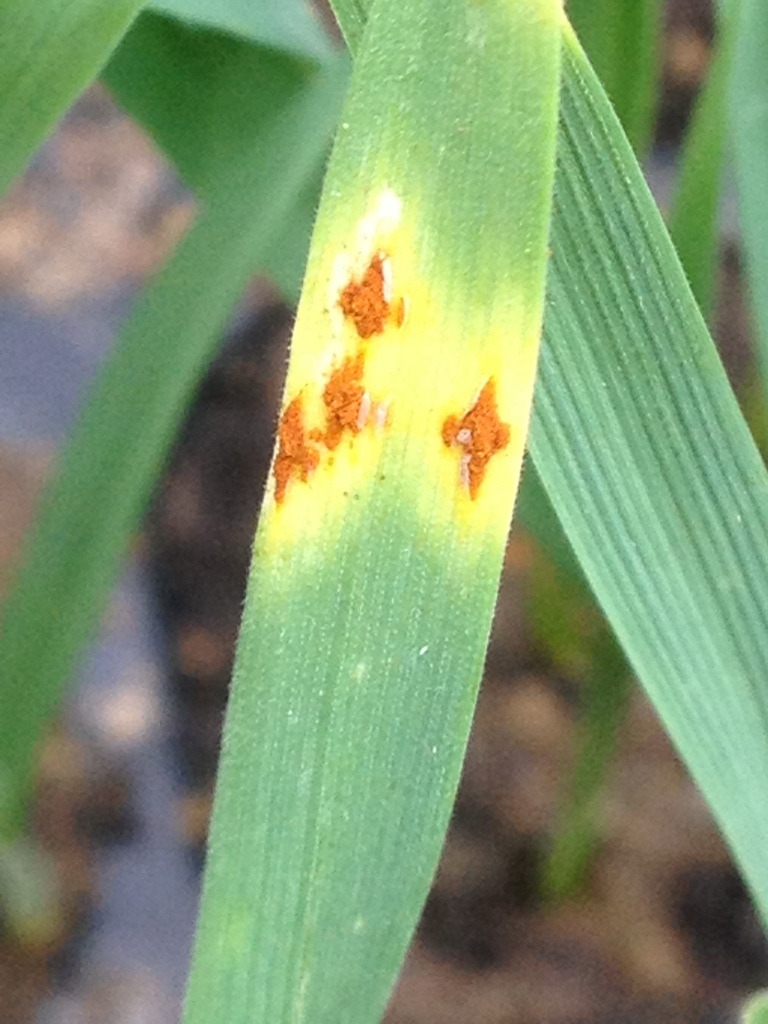 Elongated blister-like lesions caused by stem rust on wheat. Photograph courtesy of Paul Fenwick, Limagrain UK Ltd