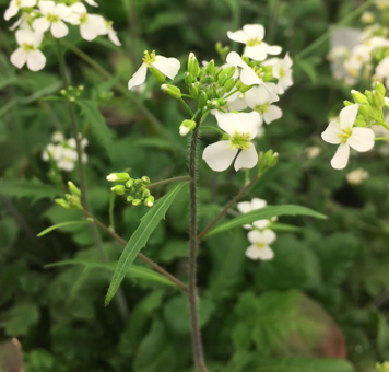 Arabisopsis arenosa