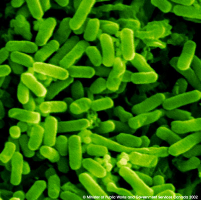 bacteria-Ecoli.jpg