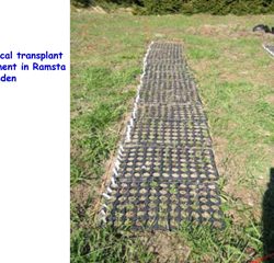 Reciprocal transplant experiment in Ramsta, north Sweden
