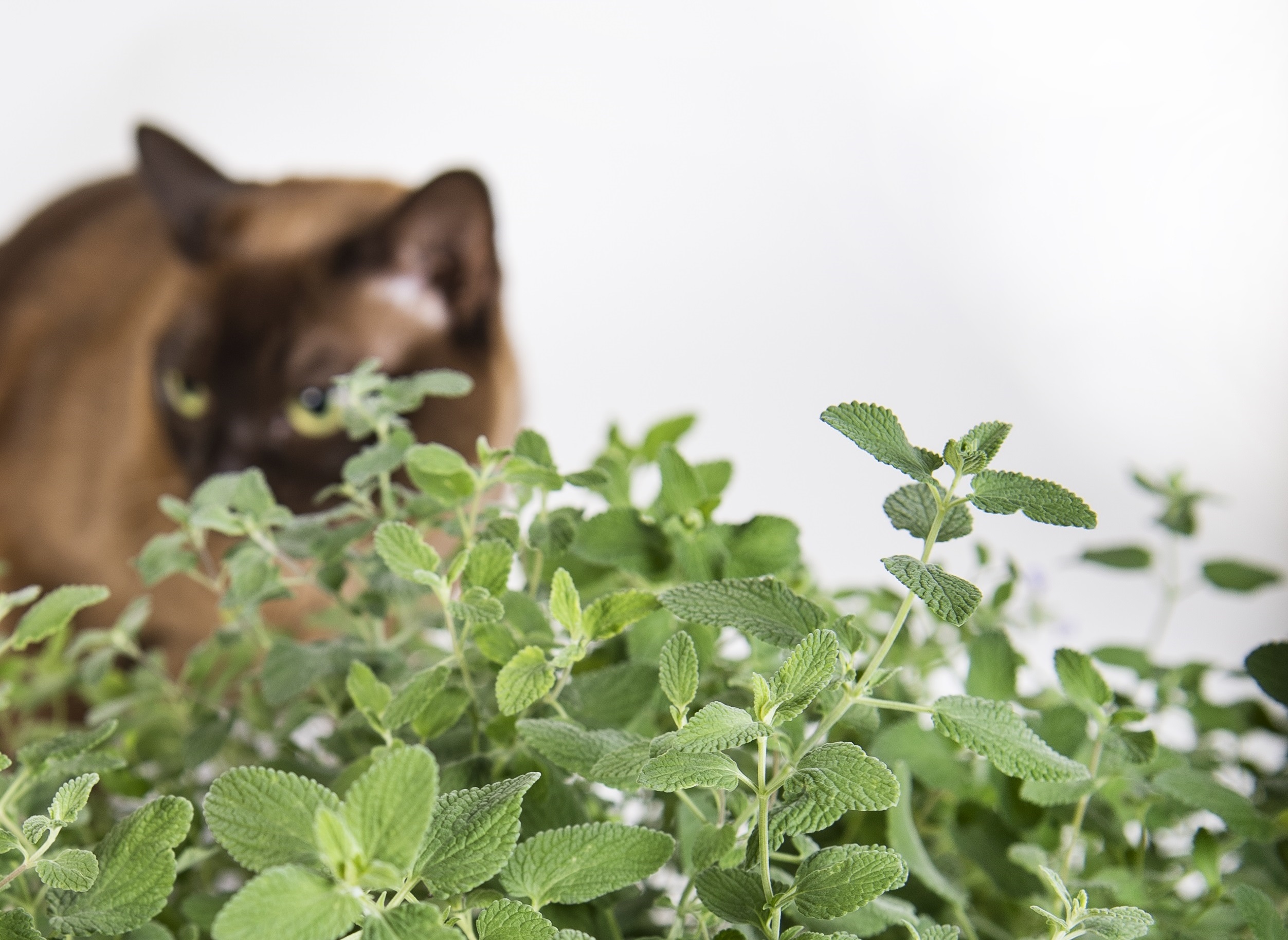 А мы пахнем кошачьей мятой и листвой. Трава котовник кошачий. Catnip Кошачья мята. Кошачья мята комнатное растение. Кошачья мята фото.