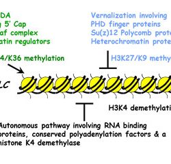 Autonomous pathway involving RNA binding proteins, conserved polyadenylation factors and a histone K4 demethylase