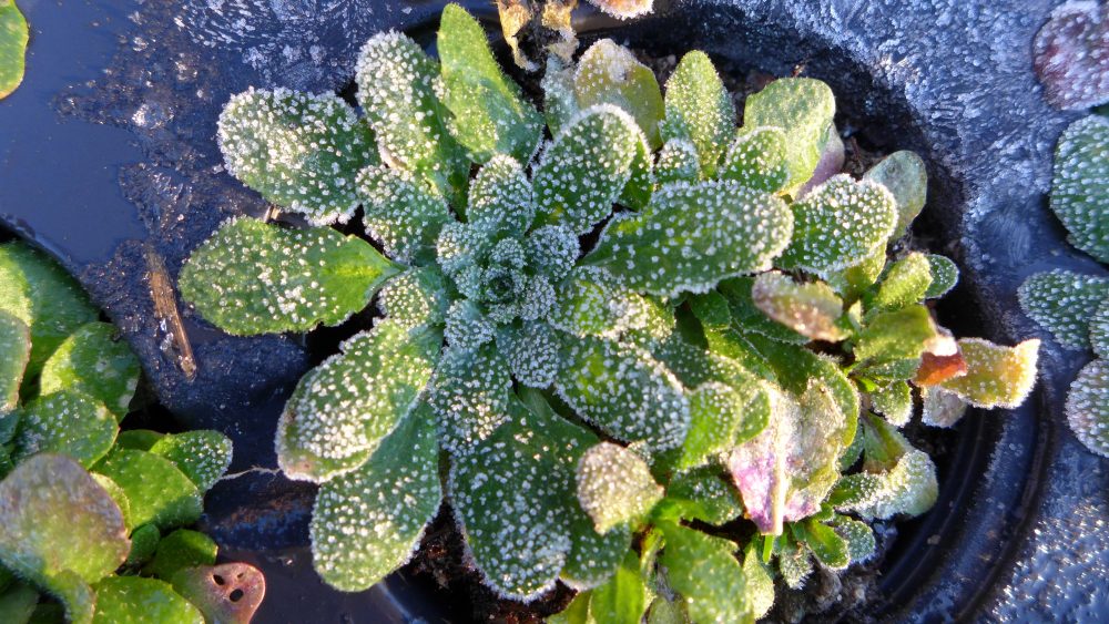 What is vernalization and how do plants remember winter?