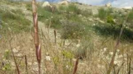 Genetic diversity found in wild relatives can benefit elite varieties of wheat.  Credit Ali. A. Mehrabi