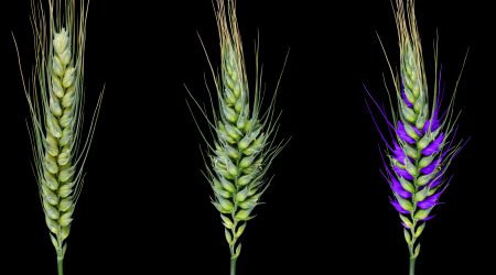 Paired spikelets in wheat - Credit - CSIRO