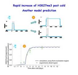Rapid increase of H3K27me3 post-cold