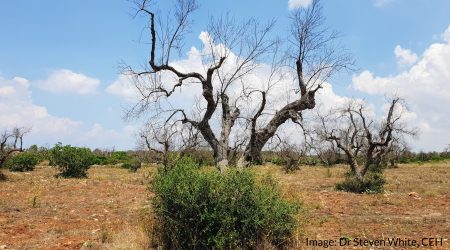 X. fas in olive trees in Puglia, Italy by Dr Steven White (CEH) https://www.ceh.ac.uk/staff/steven-white