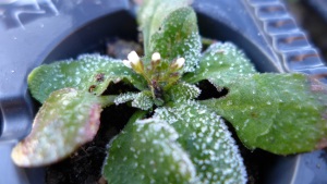 Arabidopsis plants flowering in Sweden after the snow has melted Photo - Kristina Berggren