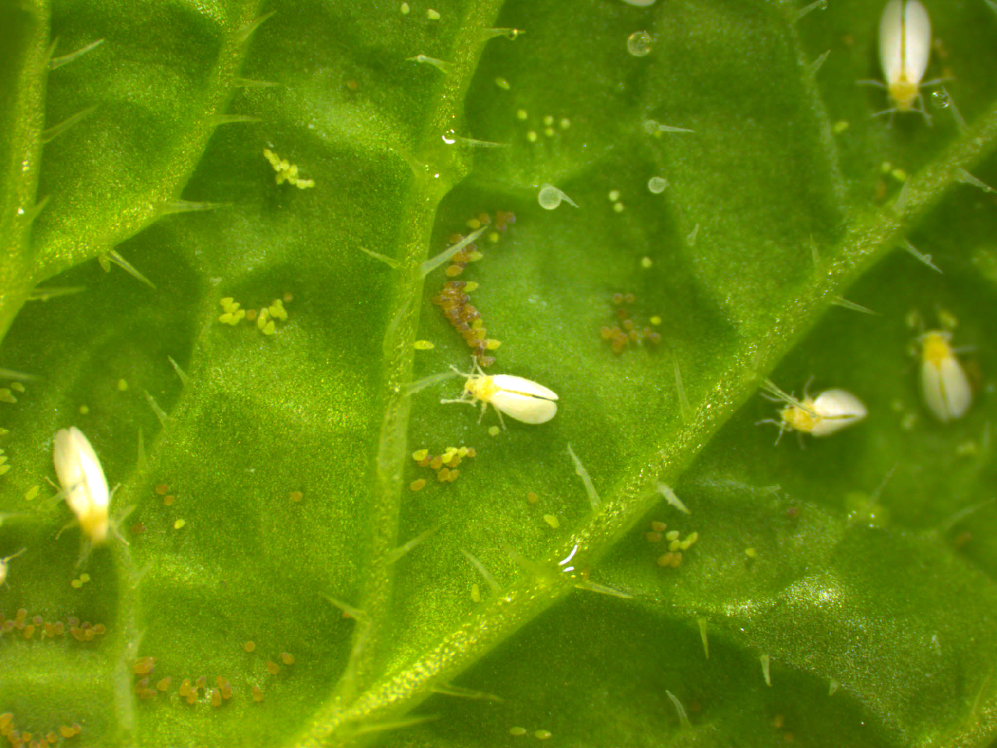 Whiteflies research John Innes Centre
