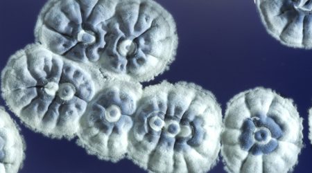 Streptomyces