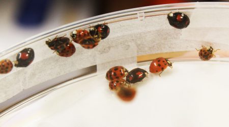 Harlequin Ladybirds at the JIC insectary 