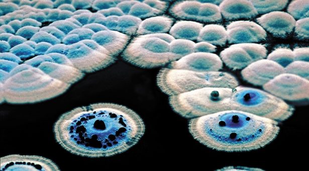 Streptomyces