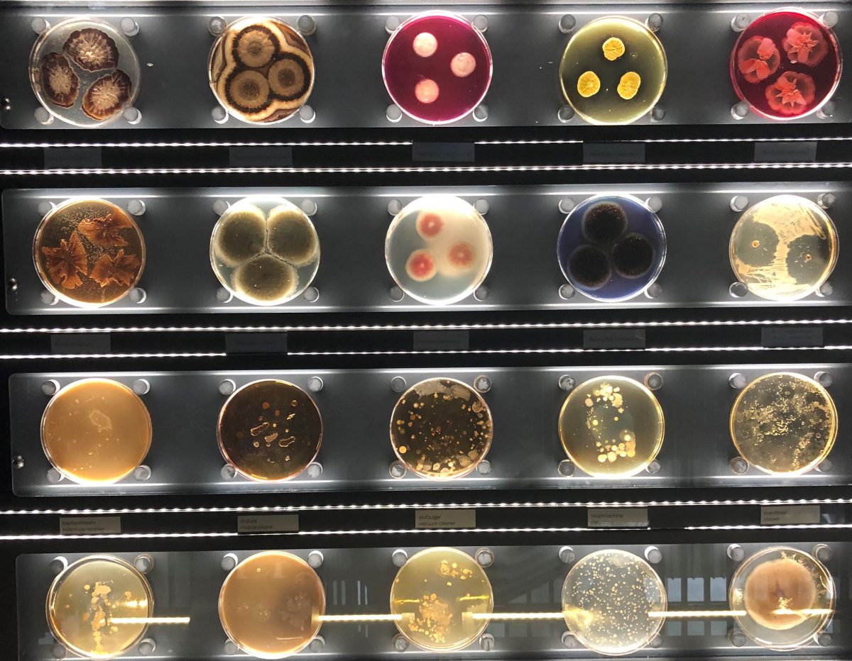 Celebrating the diversity and importance of the microbial world John