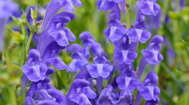 Baikal skullcap (Scutellaria baicalensis)