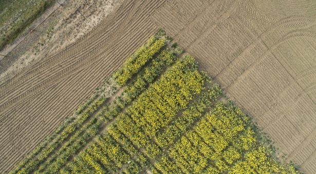 Weather Window - rapeseed CREDIT Phil Robinson