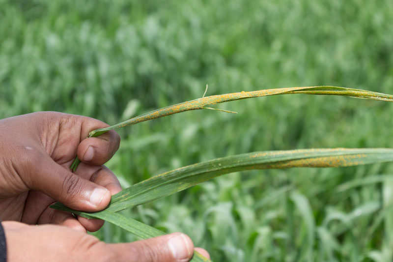 How plant sensors detect pathogens John Innes Centre