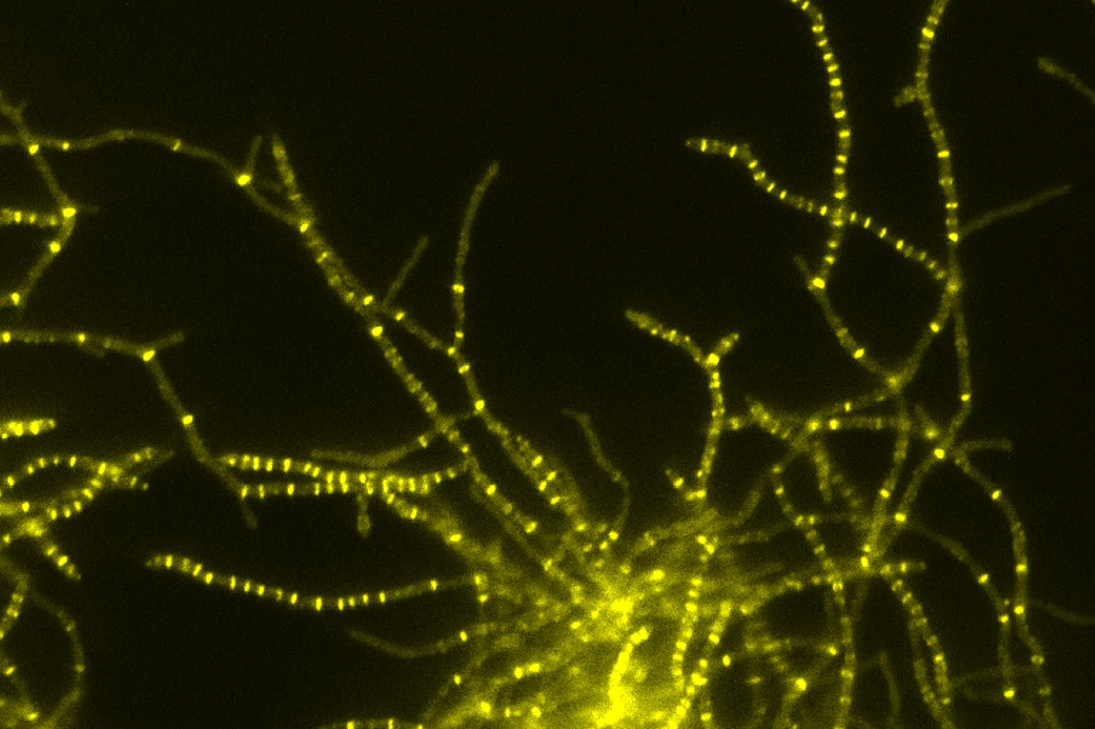 Imaging bacteria in space and time John Innes Centre
