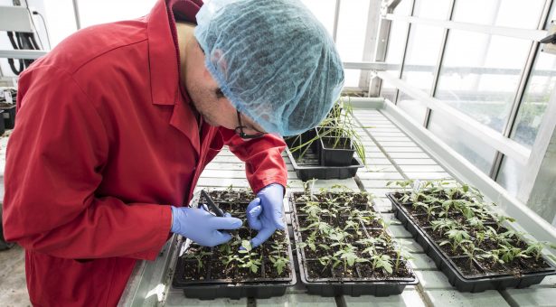 Training Scientists for the Plant Breeding Industry
