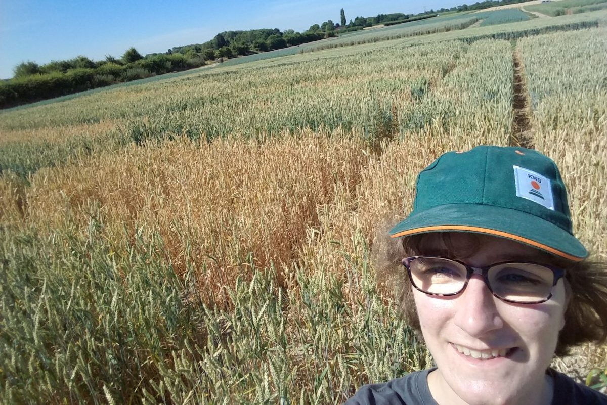 What is senescence and why do we want wheat that stays green for longer?