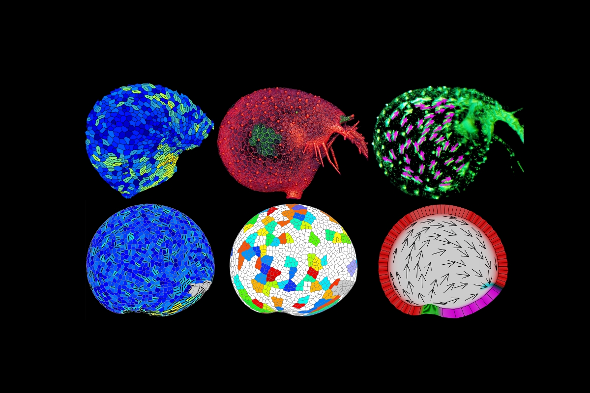 Carnivorous Plant Study Captures Universal Rules Of Leaf Making