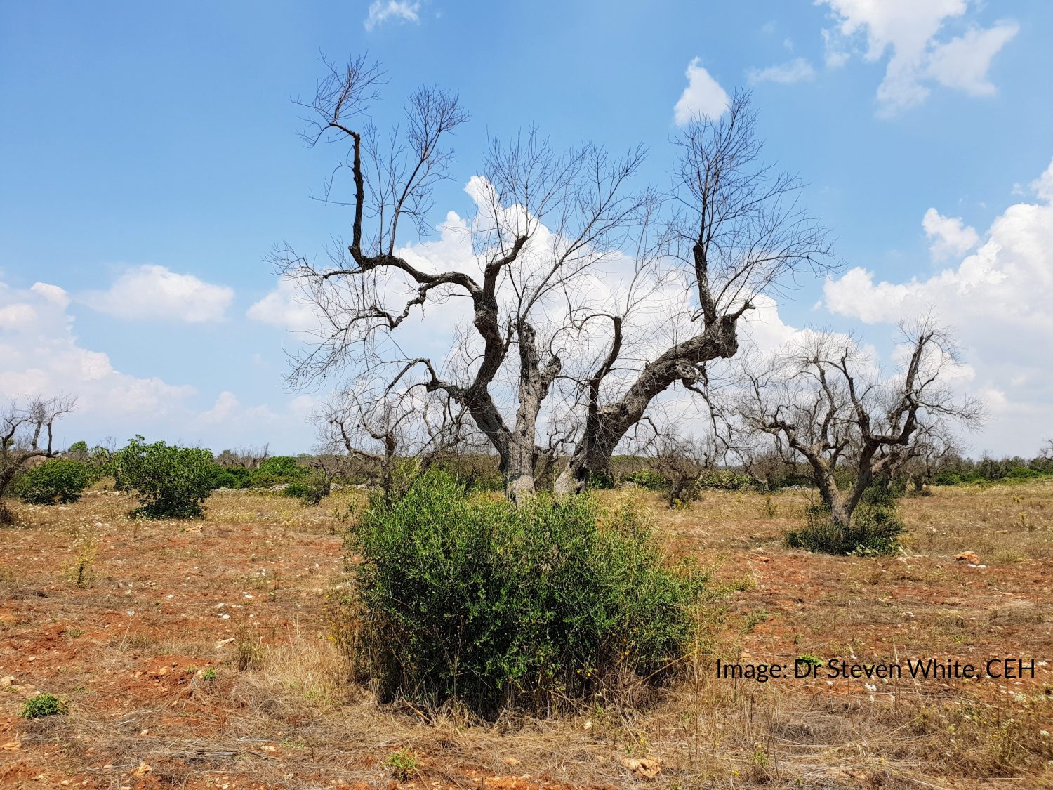 What is Xylella fastidiosa? John Innes Centre