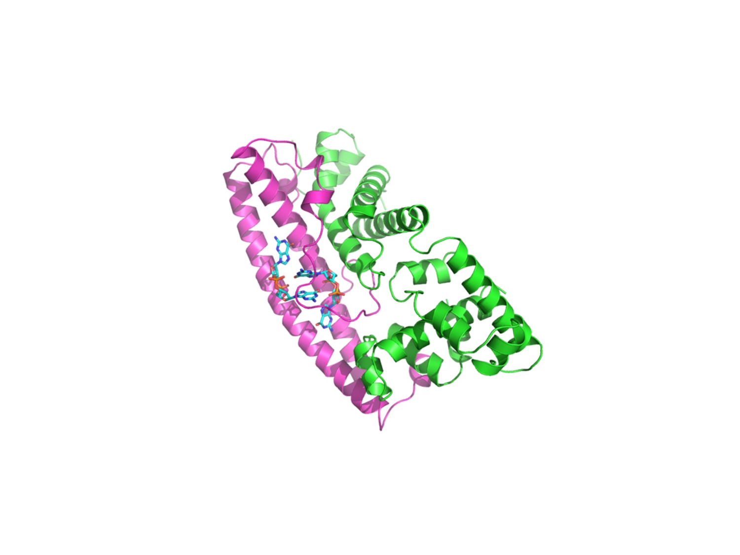 Dramatic transition in Streptomyces life cycle explained in new discovery