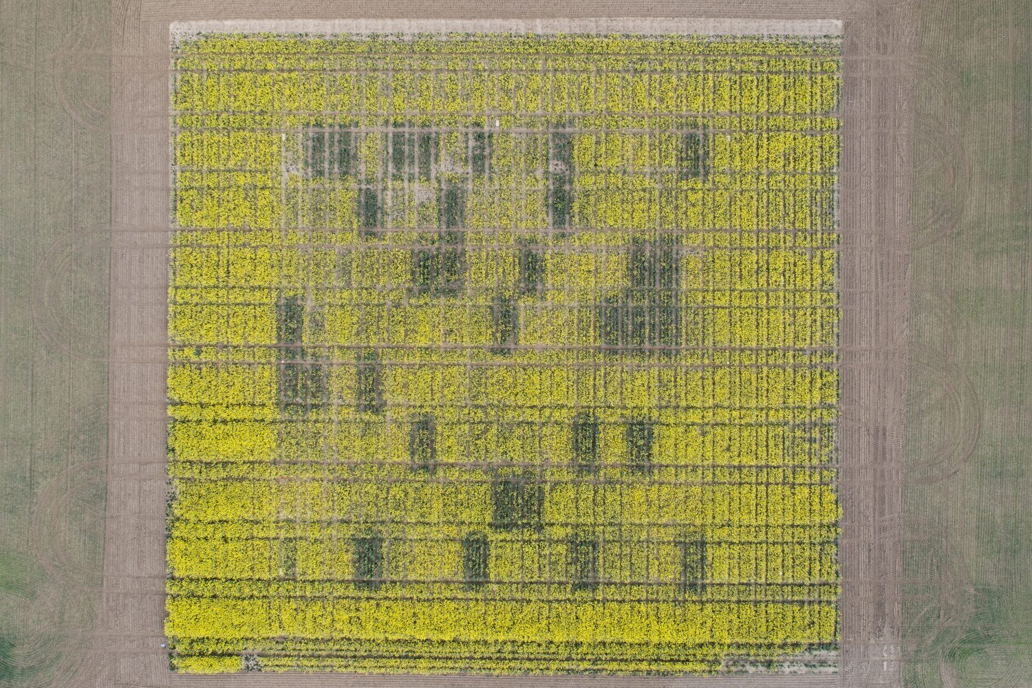 Understanding variation in plant traits John Innes Centre