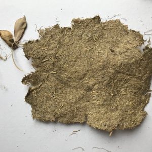 Paper making with grass pea | John Innes Centre