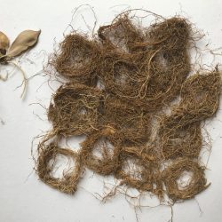 Textile roots