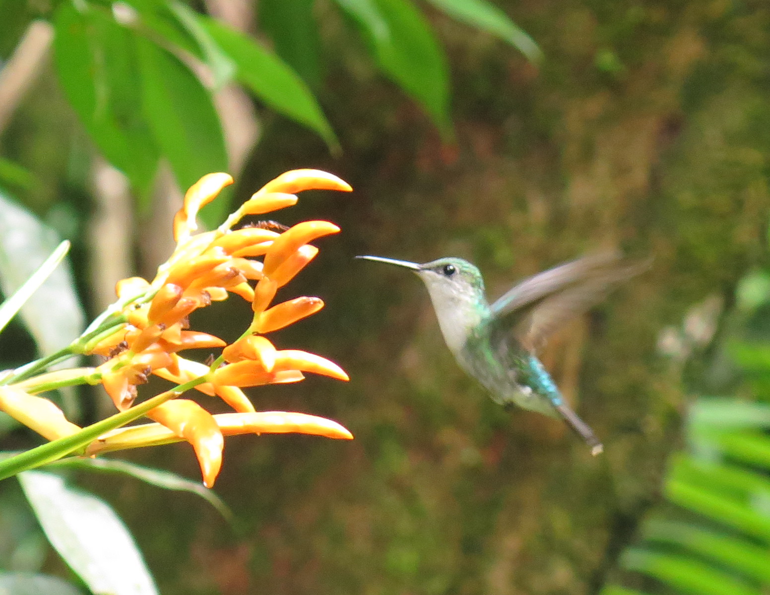How plants use scent to attract pollinators John Innes Centre