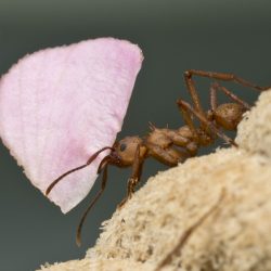 Acromyrmex sp (leafcutter ants)