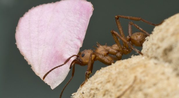 Acromyrmex sp (leafcutter ants)
