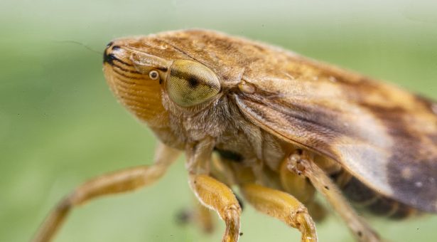 Philaenus spumarius (Spittlebug)