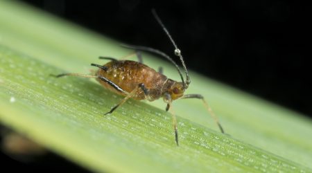 Sitobion avenae (English grain aphid)