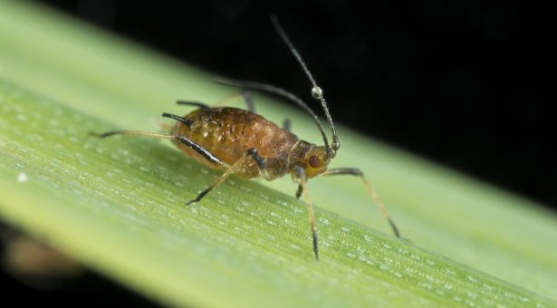 Sitobion avenae (English grain aphid)