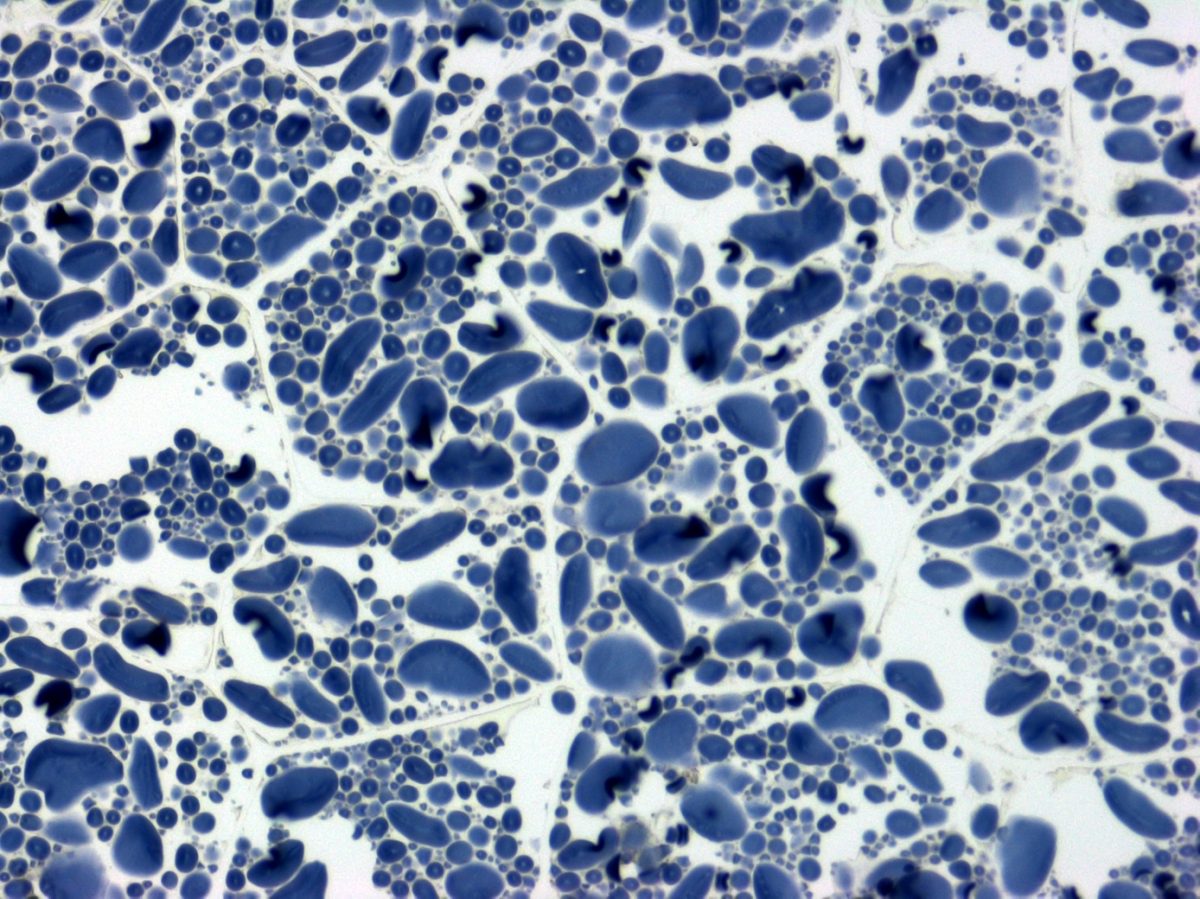 Understanding how plants make starch John Innes Centre