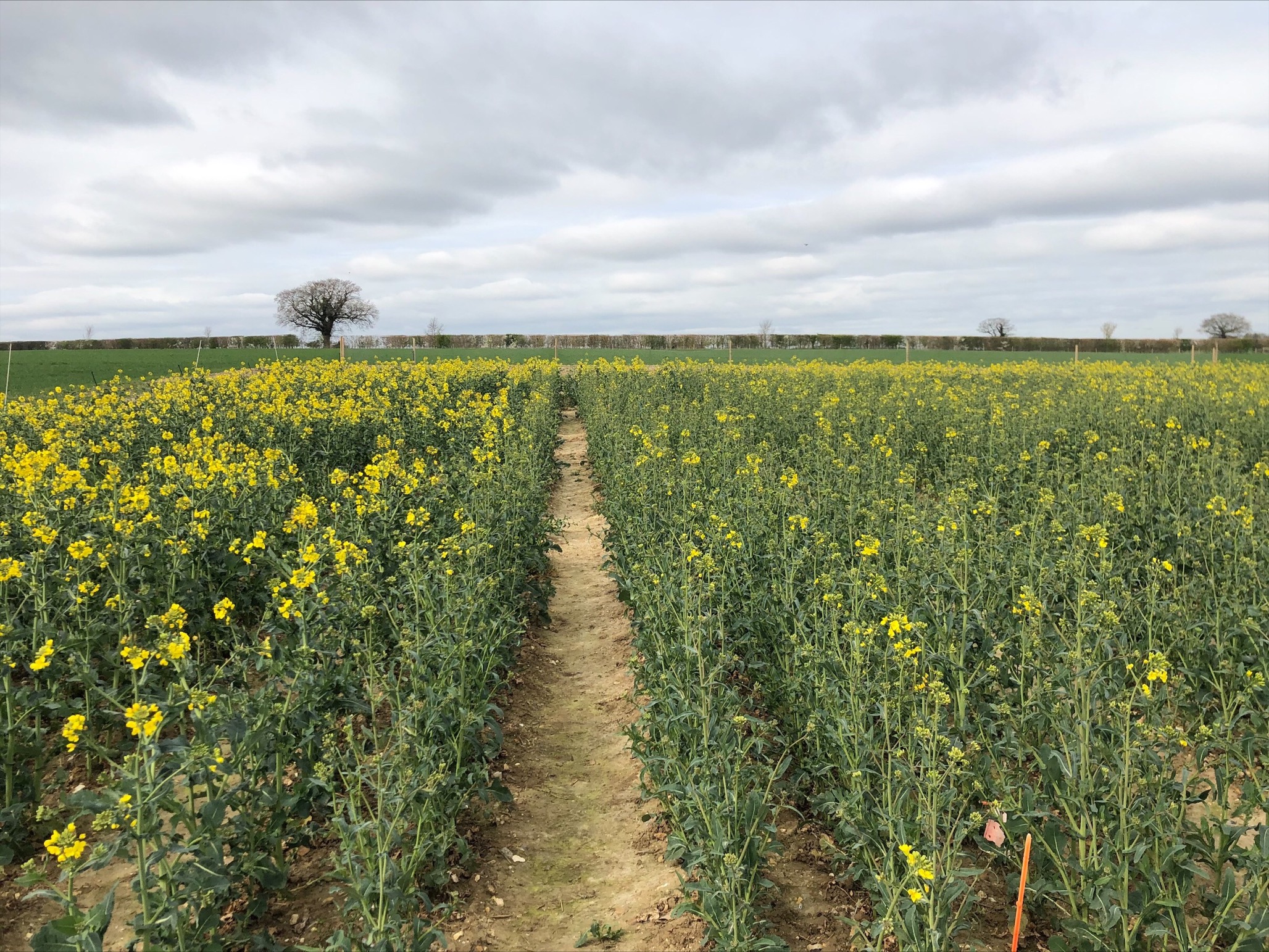 How do plants respond to changes in temperature?