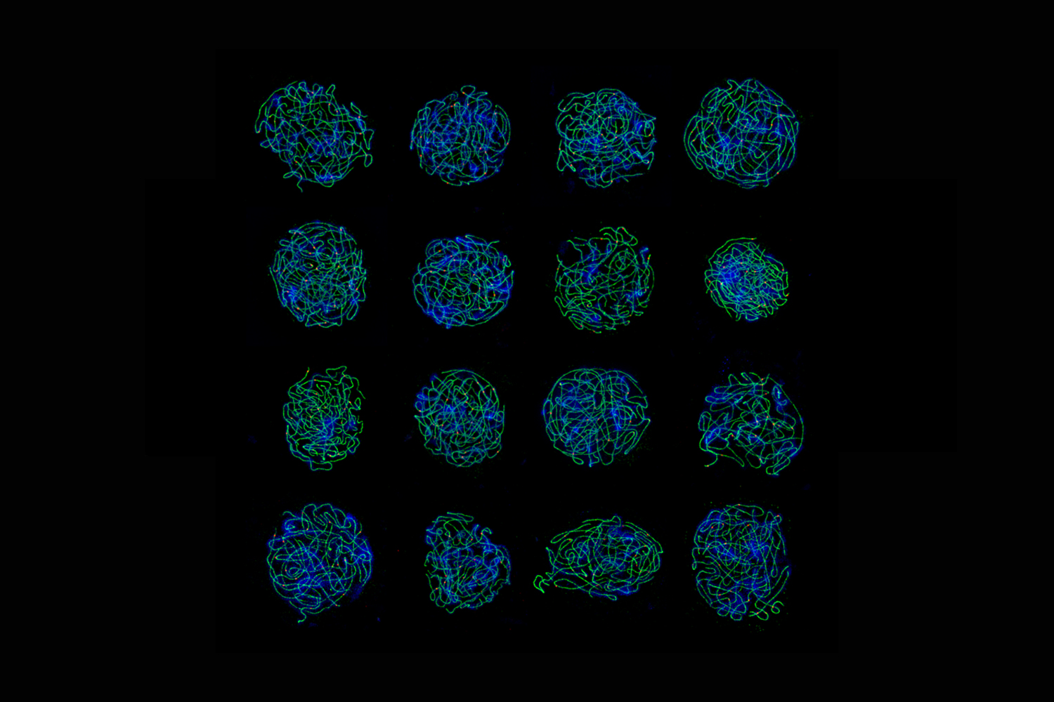 A brief history of optical microscopy John Innes Centre