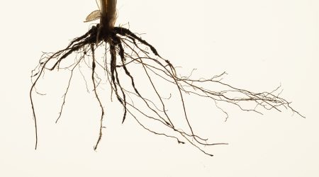A) Original image of root crown from a field grown wheat plant (Persia44, Watkins collection)