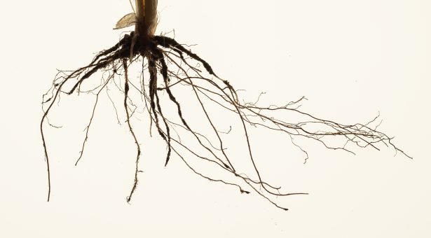 A) Original image of root crown from a field grown wheat plant (Persia44, Watkins collection)